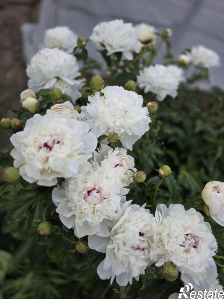 Коттедж/дом